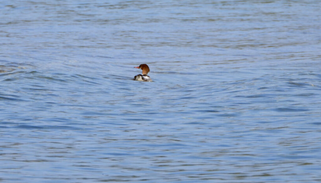 merganser