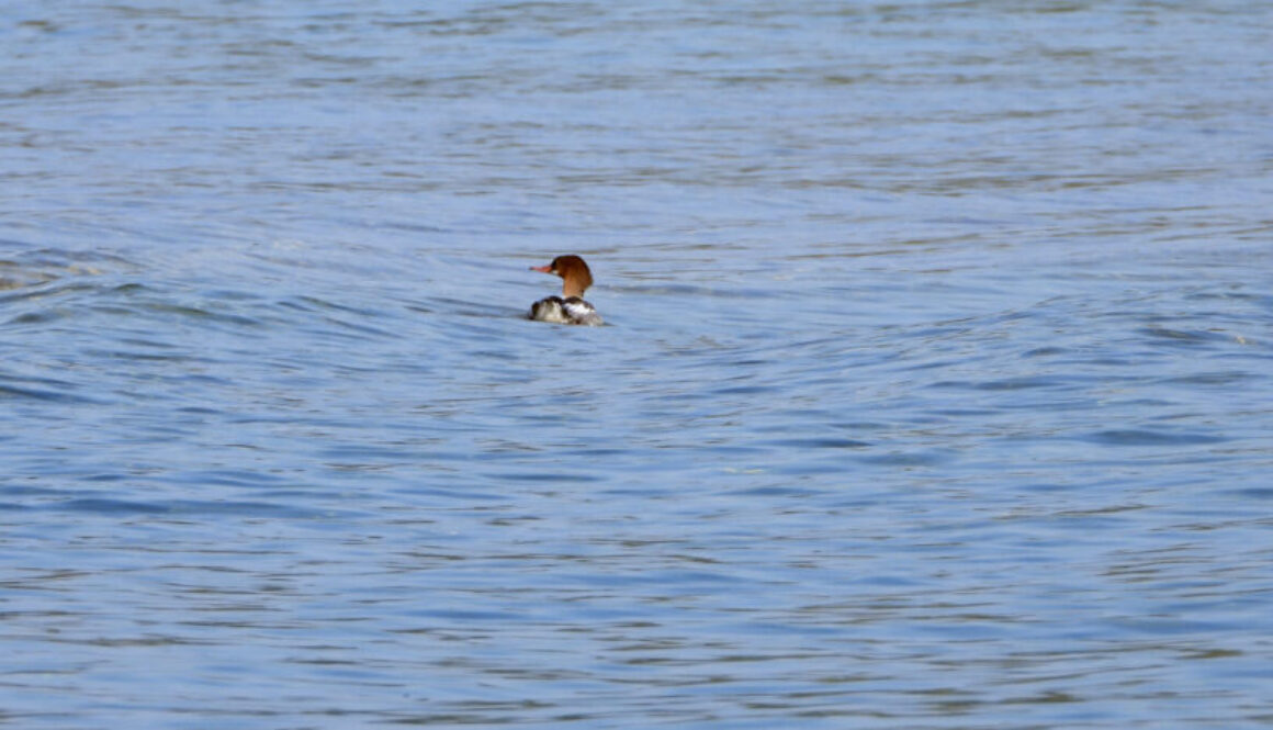 merganser