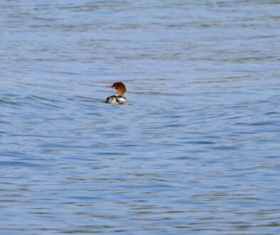 merganser