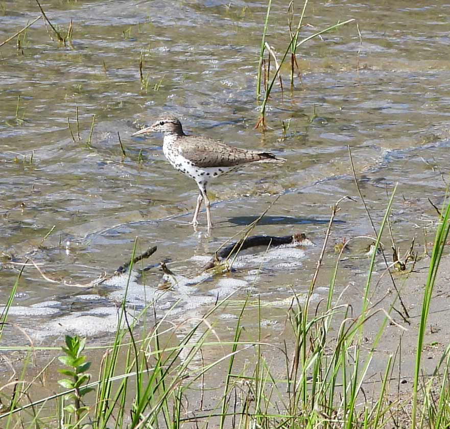 spotted sandpiper