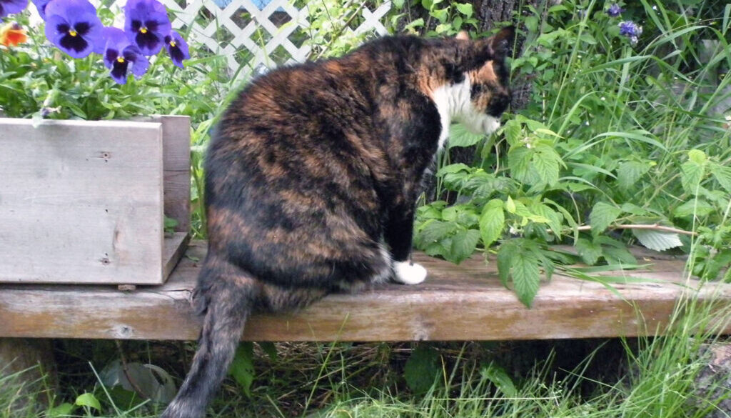 gardencatw