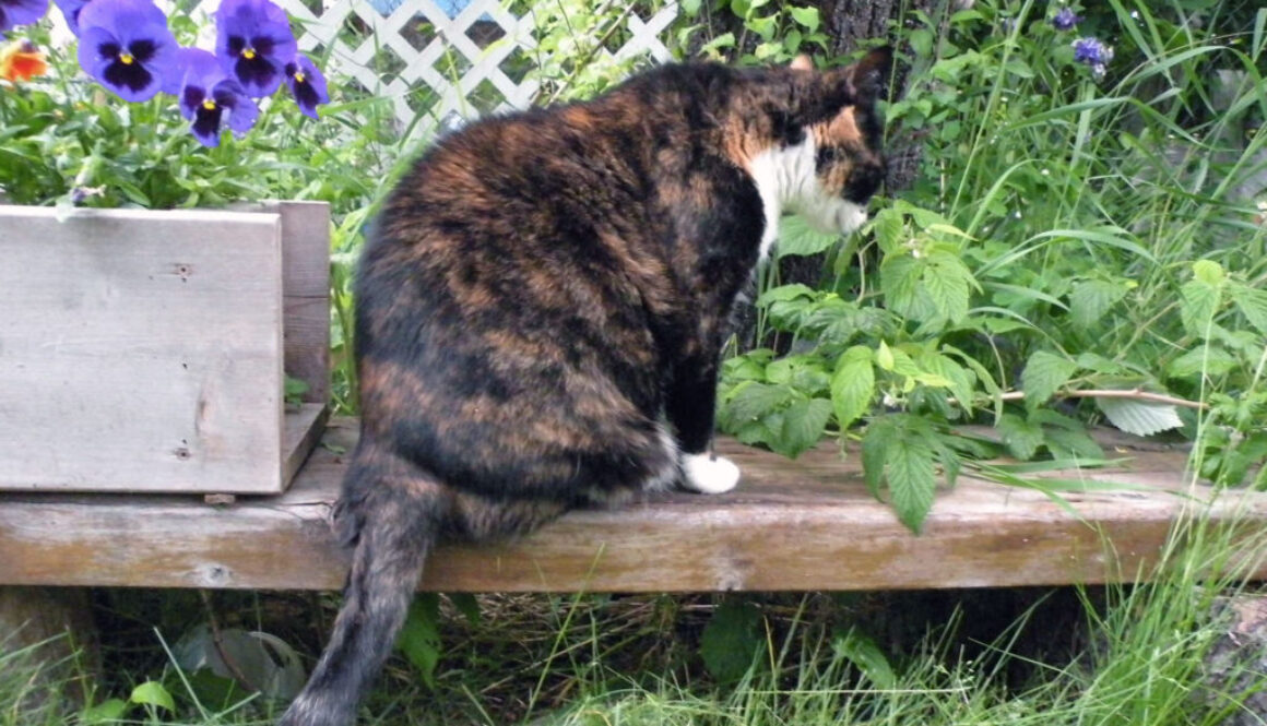 gardencatw