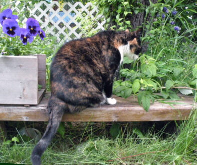 gardencatw