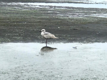 Seagull at Rest