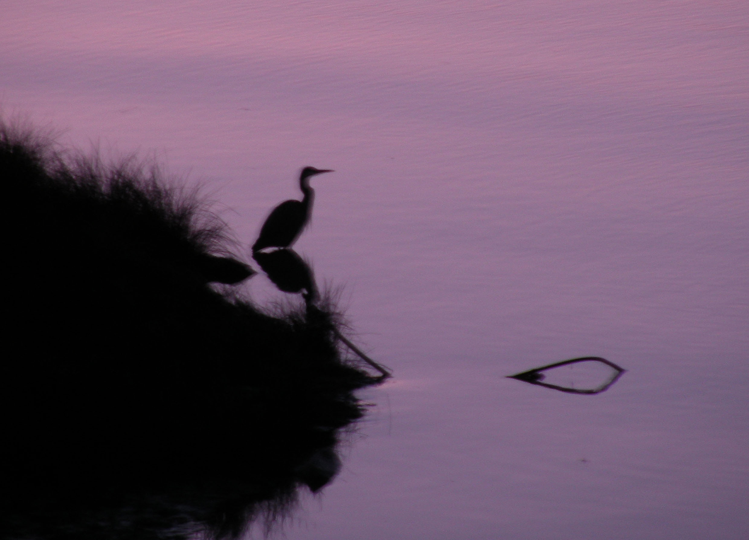 bheron